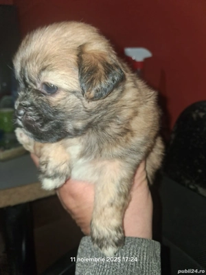 bison maltez - imagine 5