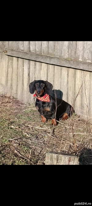 Femela Teckel  - imagine 2