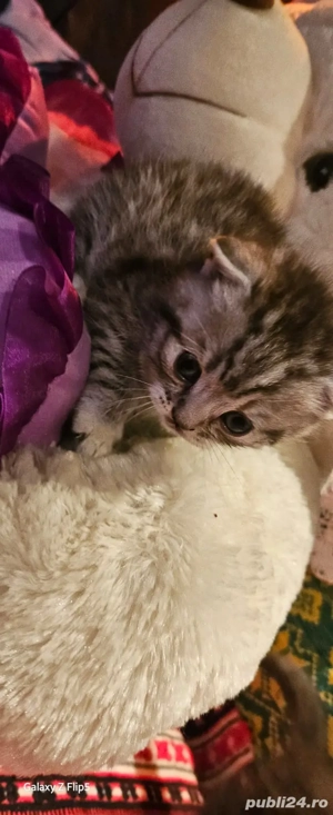 scottish Fold tigrat - imagine 4