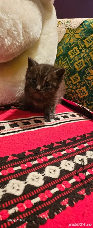 scottish Fold tigrat - imagine 5