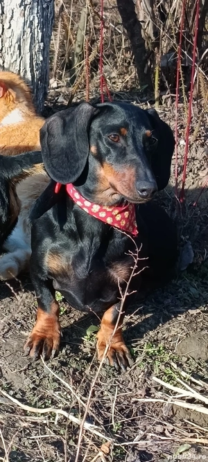 Femela Teckel  - imagine 3