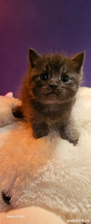 scottish Fold tigrat - imagine 2