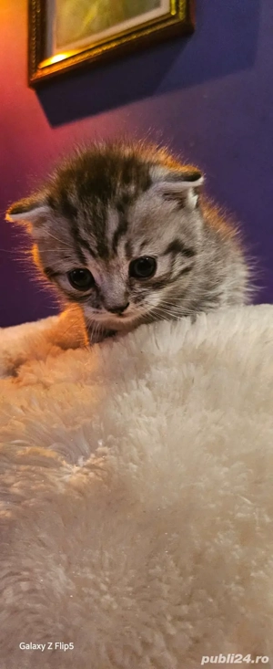 scottish Fold tigrat - imagine 1