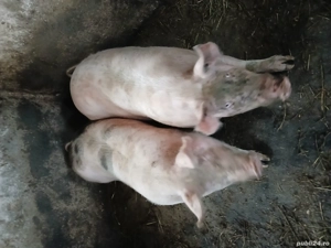 Vând porci - imagine 2