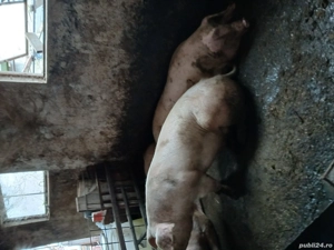 Vând porci - imagine 3