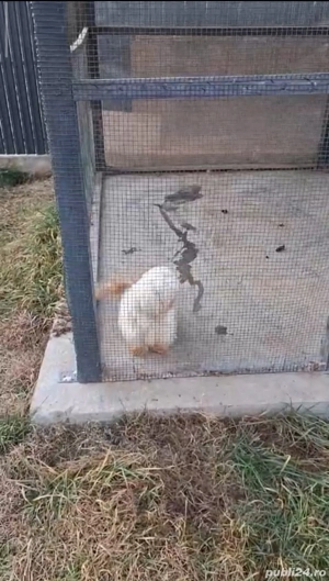 shih tzu talie mica ajut cu transport în țară contra cost - imagine 4