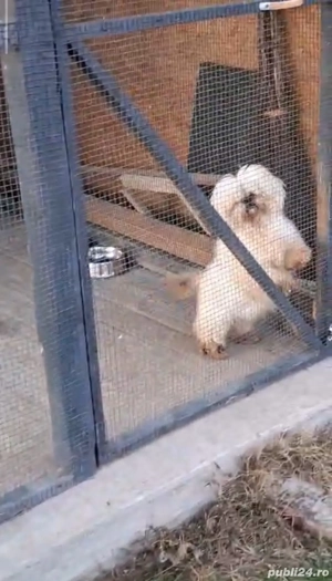 shih tzu talie mica ajut cu transport în țară contra cost - imagine 3