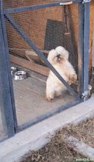 shih tzu talie mica ajut cu transport în țară contra cost - imagine 2