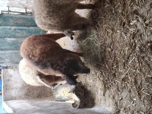 Vând porci mangalita  - imagine 2