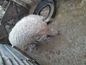 Vând porci mangalita  - imagine 3