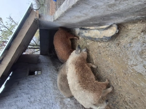 Vând porci mangalita  - imagine 4