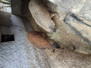 Vând porci mangalita  - imagine 5