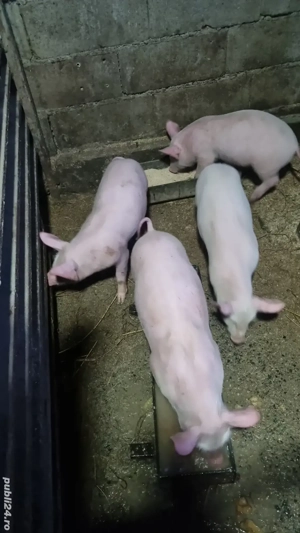 purcei  înțărcati 