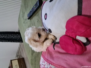 bichon malteze - imagine 3