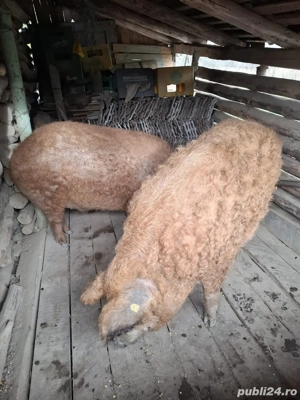 mangalita 170kg  - imagine 3