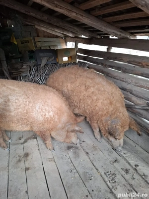 mangalita 170kg  - imagine 4