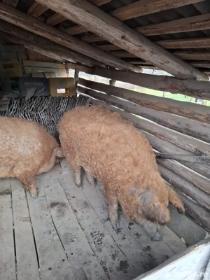 mangalita 170kg  - imagine 2