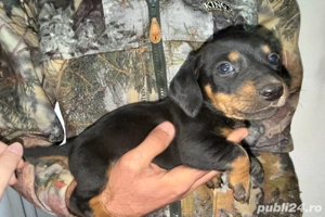 Teckel si Teckel Arlechin 5 saptamani  - imagine 4