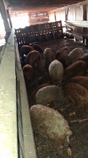 Vând porci rasa Mangalița si Marele Alb cu Pietrain - imagine 3