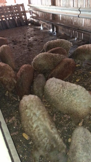 Vând porci rasa Mangalița si Marele Alb cu Pietrain - imagine 2