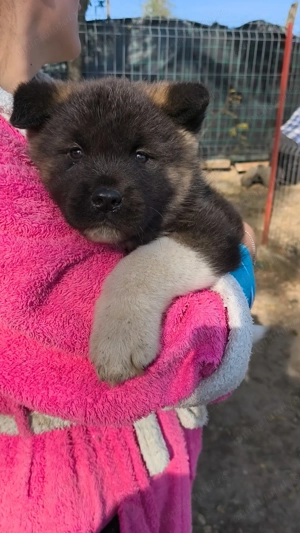 Akita American rasa pura - imagine 2