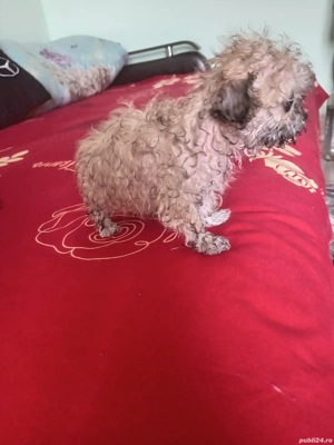 bishon metis caris - imagine 4