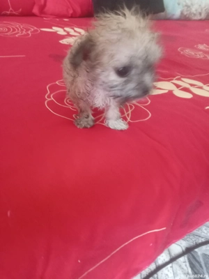 bishon metis caris - imagine 3