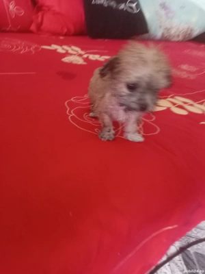 bishon metis caris - imagine 2