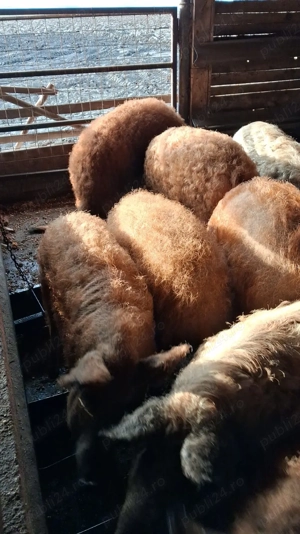 Vând porci rasa Mangalița si Marele Alb cu Pietrain - imagine 4