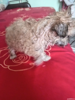 bishon metis caris - imagine 5