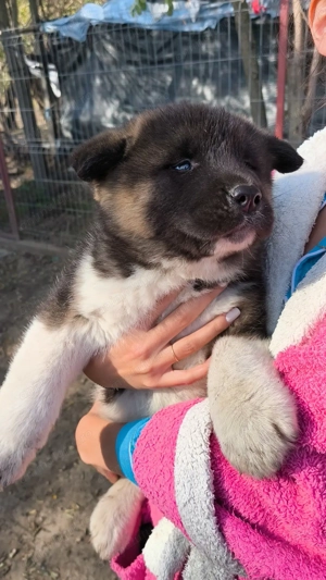 Akita American rasa pura