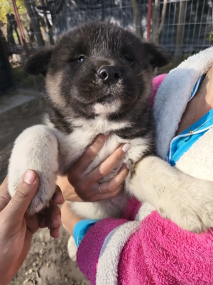 Akita American rasa pura - imagine 4