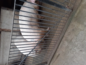 Vand porci marele alb  - imagine 2