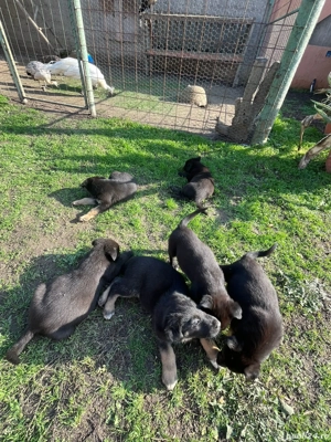 Vand pui de Ciobanesc Germen - imagine 2