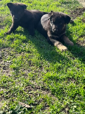 Vand pui de Ciobanesc Germen - imagine 4