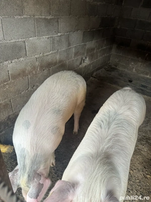 Porci crescuti in gospodarie!  - imagine 2