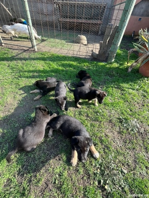 Vand pui de Ciobanesc Germen