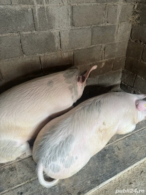 Porci crescuti in gospodarie!  - imagine 3