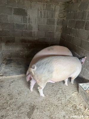 Porci crescuti in gospodarie! 