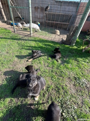 Vand pui de Ciobanesc Germen - imagine 3