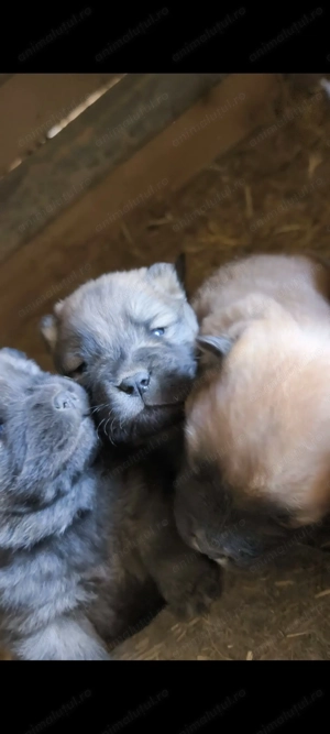 Pui Chow Chow rasa pura