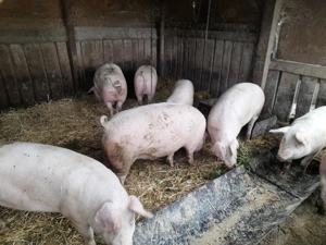 Vand porci de sacrificat