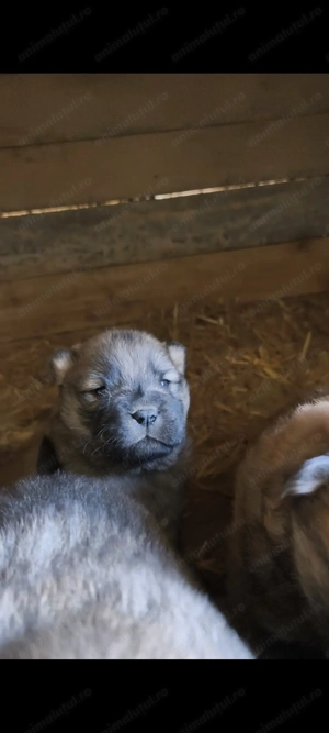 Pui Chow Chow rasa pura - imagine 2