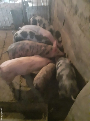 Vânzare grăsuni - imagine 2