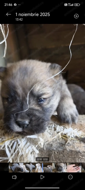 Pui Chow Chow rasa pura - imagine 5