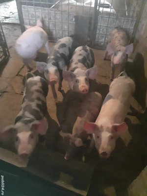 Vânzare grăsuni - imagine 3