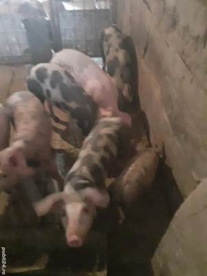 Vânzare grăsuni - imagine 4