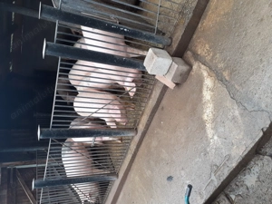 Vand porc marele alb - imagine 2