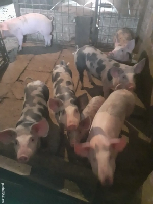 Vânzare grăsuni - imagine 5