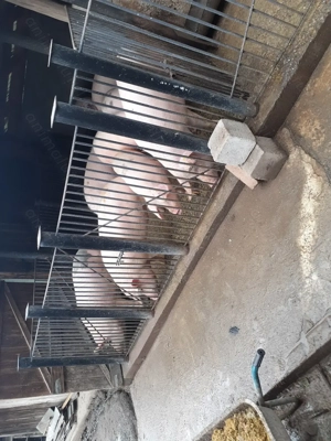 Vand porc marele alb